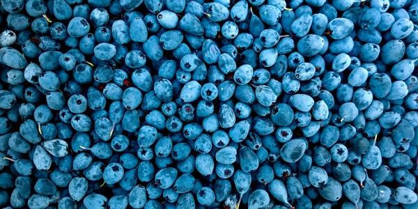 blueberries make me sick