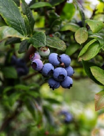 Blueberry Varieties & The Sweetest Ones