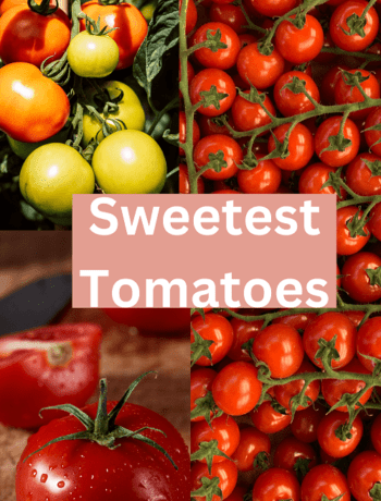 Sweetest Tomatoes