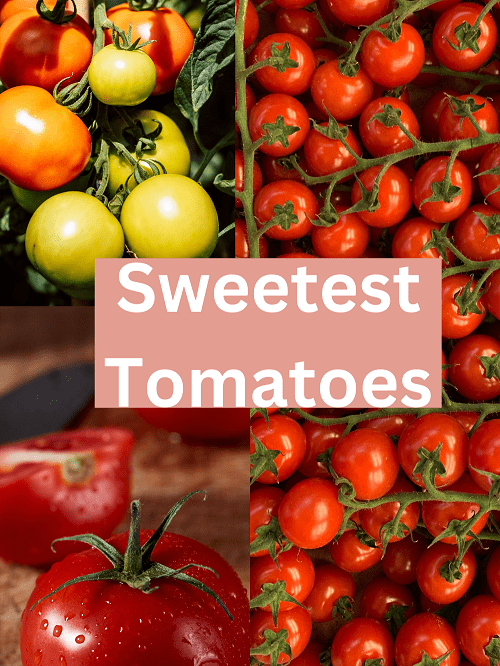 Sweetest Tomatoes