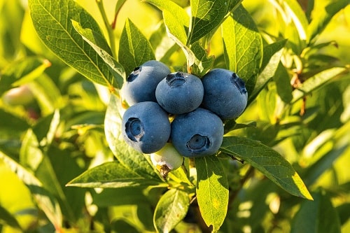 Blueberry Varieties 