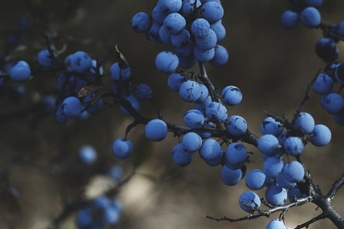 Blueberry Varieties