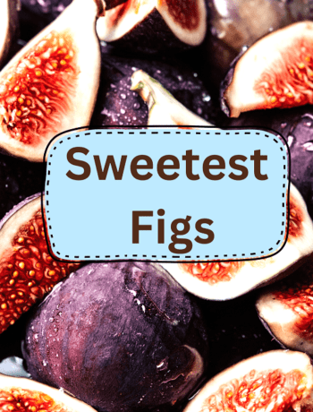 Sweetest Figs