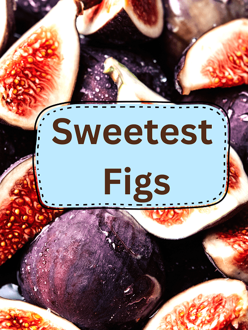 Sweetest Figs