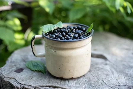 Blackcurrants - Best Superfoods For Smoothies